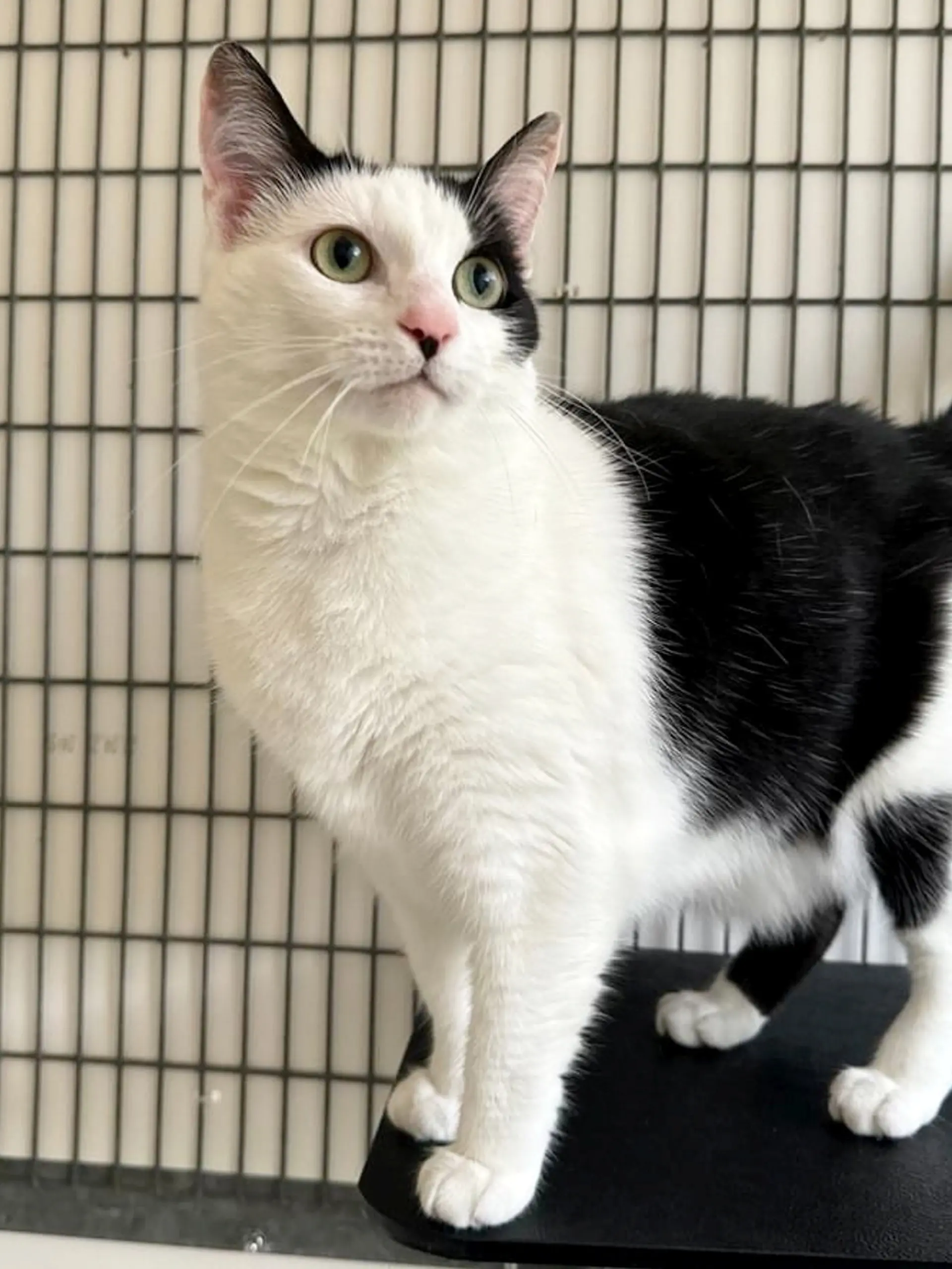 Katze Luna überlebt fünf Wochen allein in einer Wohnung.
