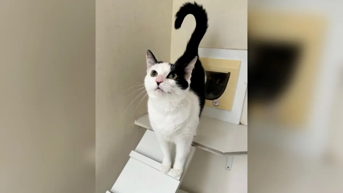 Katze Luna überlebte fünf Wochen allein in einer Wohnung, jetzt erlebt sie ihr Weihnachtswunder.