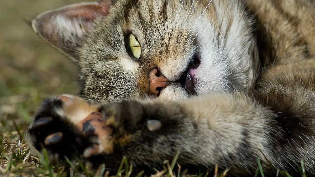 Eine Katze liegt am Sonntag (11.03.2012) auf einer Wiese in einem Garten im brandenburgischen Sieversdorf (Oder-Spree) und scheint das sonnige Wetter zu genießen. Für die kommenden Tage sagen die Meteorologen weiter steigende Temperaturen vorher. Foto: Patrick Pleul dpa/lbn  +++(c) dpa - Bildfunk+++