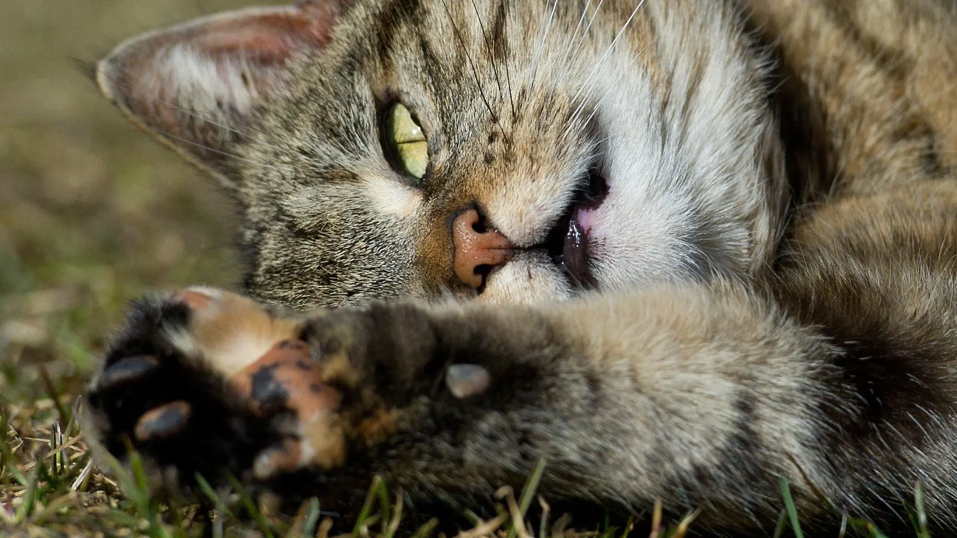 Eine Katze liegt am Sonntag (11.03.2012) auf einer Wiese in einem Garten im brandenburgischen Sieversdorf (Oder-Spree) und scheint das sonnige Wetter zu genießen. Für die kommenden Tage sagen die Meteorologen weiter steigende Temperaturen vorher. Foto: Patrick Pleul dpa/lbn  +++(c) dpa - Bildfunk+++