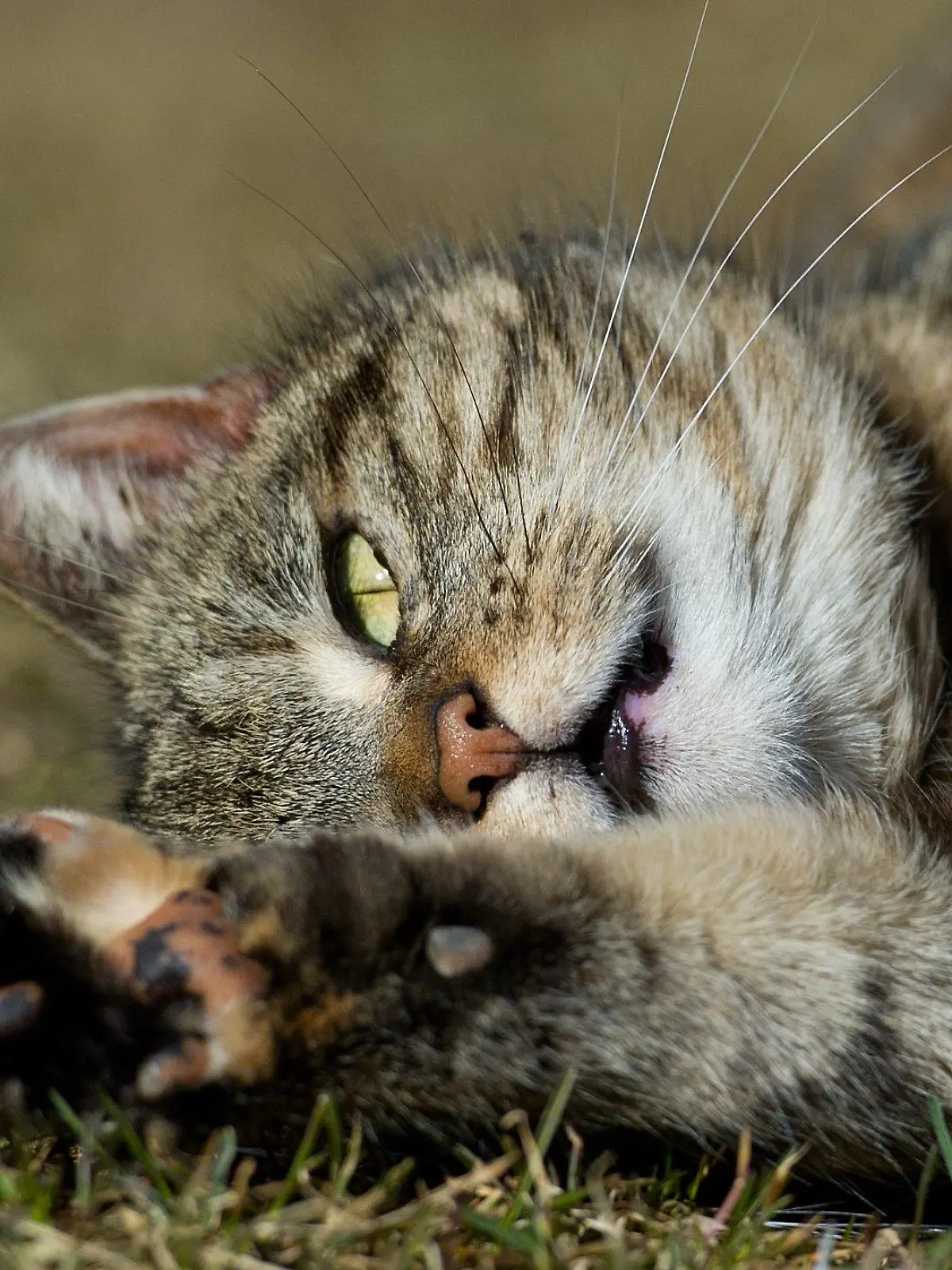 Eine Katze liegt am Sonntag (11.03.2012) auf einer Wiese in einem Garten im brandenburgischen Sieversdorf (Oder-Spree) und scheint das sonnige Wetter zu genießen. Für die kommenden Tage sagen die Meteorologen weiter steigende Temperaturen vorher. Foto: Patrick Pleul dpa/lbn  +++(c) dpa - Bildfunk+++