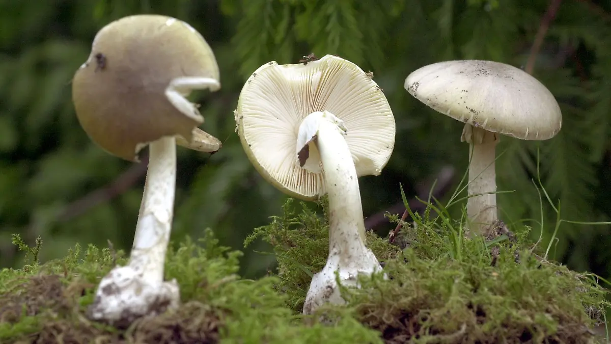 Sammler verwechseln häufig den giftigen Grünen Knollenblätterpilz mit Champignons.