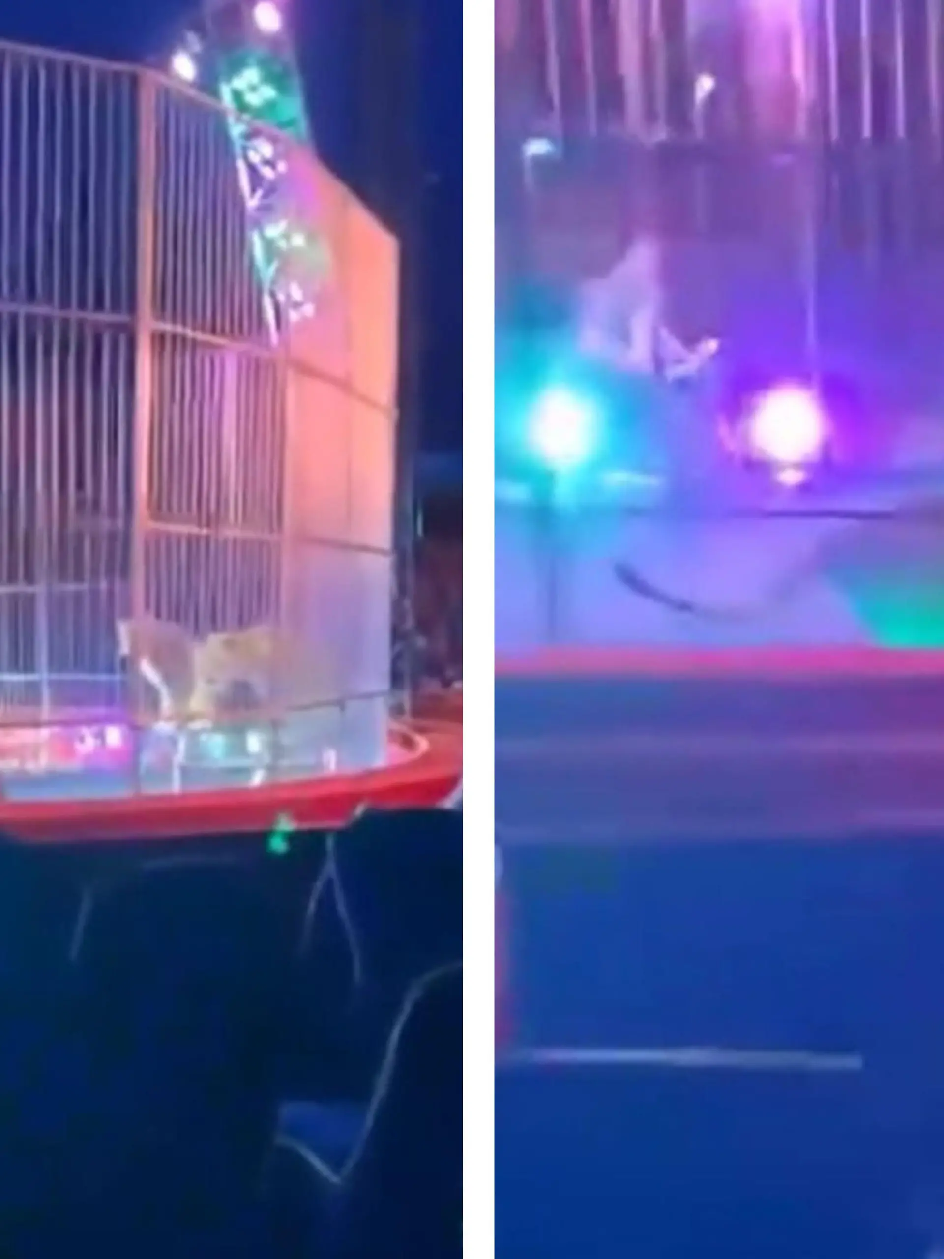 Bild zu: "Löwen-Nummer eskaliert! Dompteur wirft Stühle auf Raubkatzen"