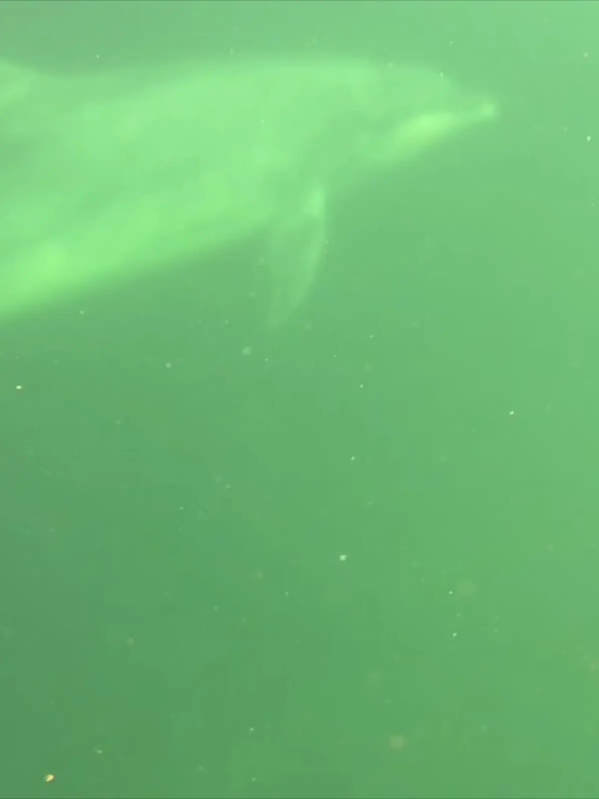 Bild zu: "Feuerwehr entdeckt Delfin in Kieler Förde"
