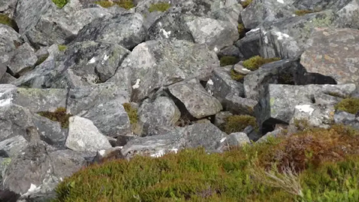 Suchbild: Wo versteckt sich hier der Vogel?