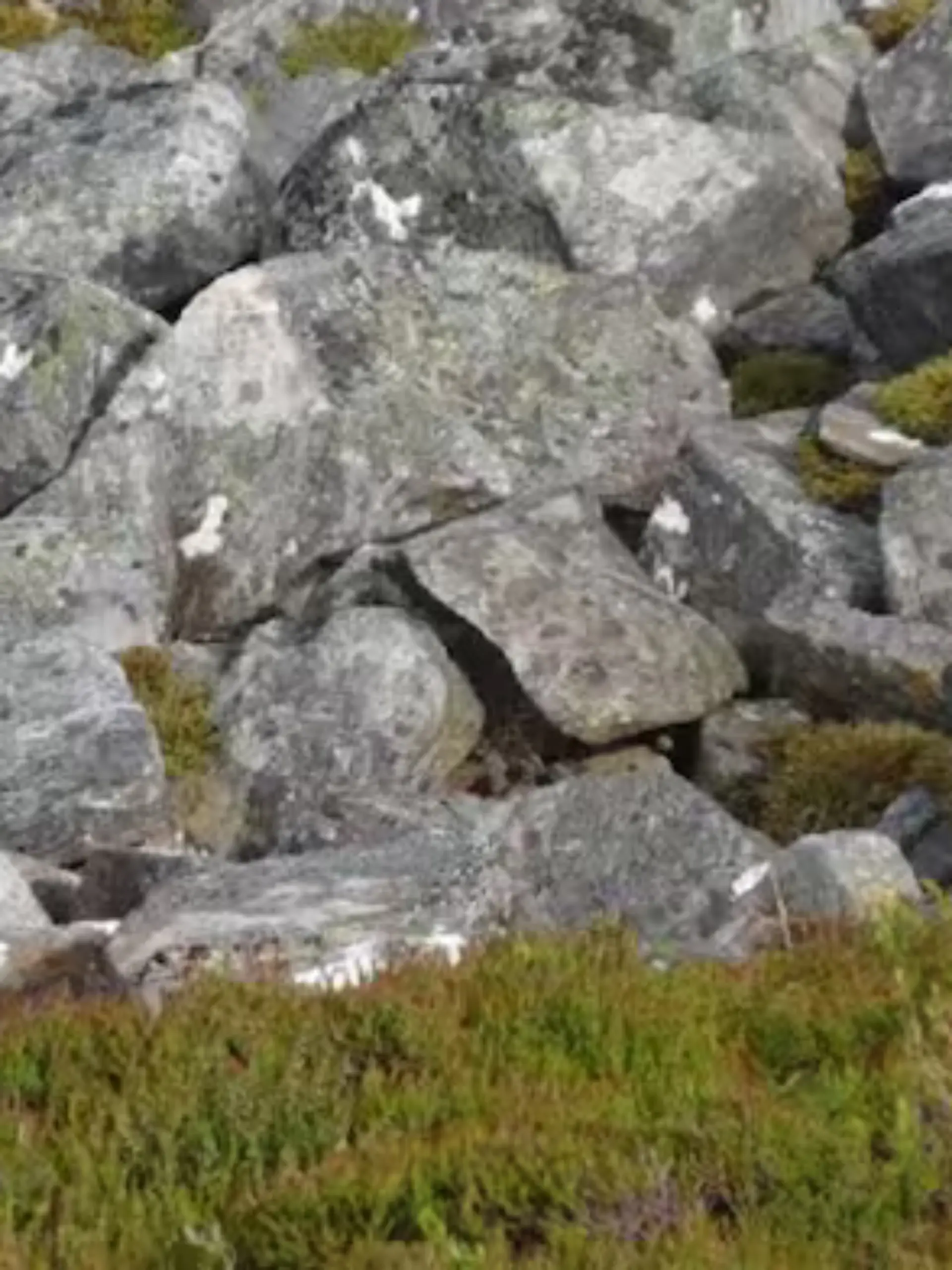 Suchbild: Wo versteckt sich hier der Vogel?