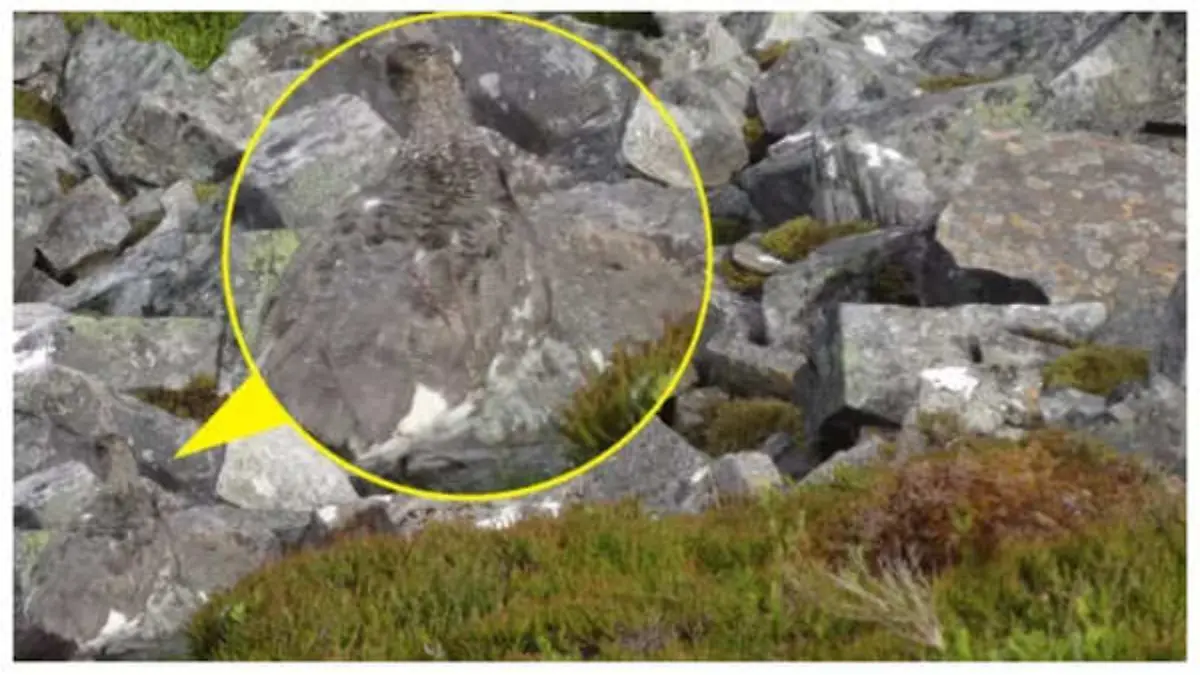 Der Auerhahn kann sich in der schottischen Landschaft perfekt tarnen