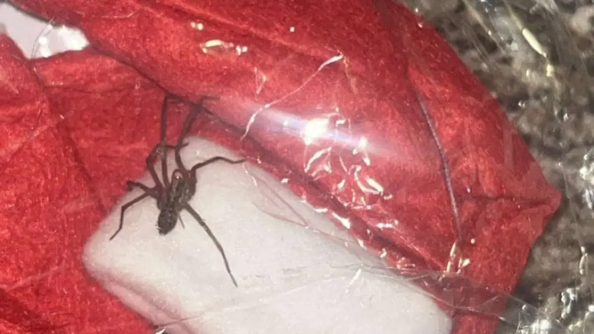 Diese Spinne findet eine Krankenschwester in ihrem Shein-Paket.