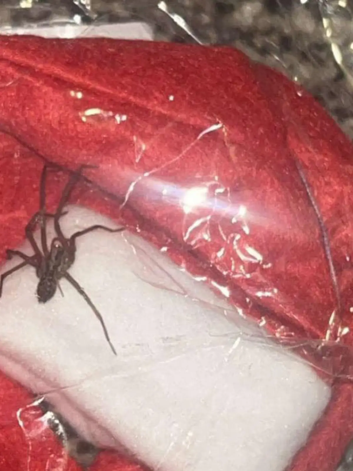 Diese Spinne findet eine Krankenschwester in ihrem Shein-Paket.