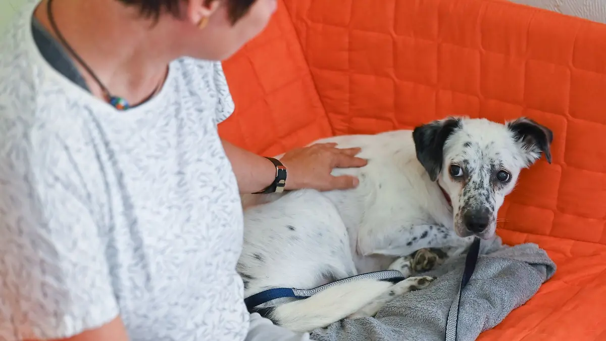 Hunde können sich vor Feuerwerk und Böllern fürchten. (Symbolbild)