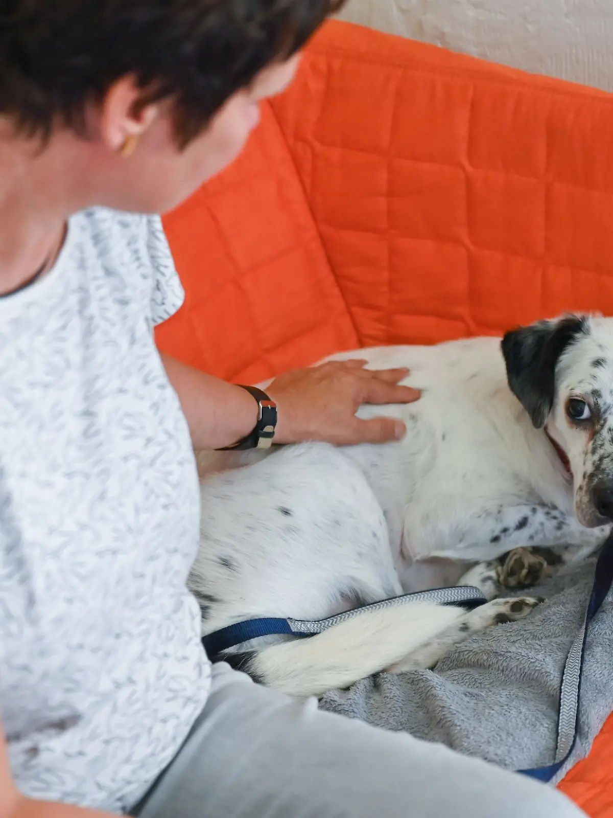 Bild zu: "Fast 900 Hunde und Katzen wegen Böllerei entlaufen!"