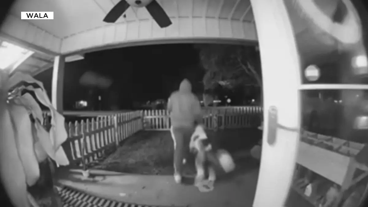 Ein fremder Mann klaut den Englischen Schäferhund Rags.