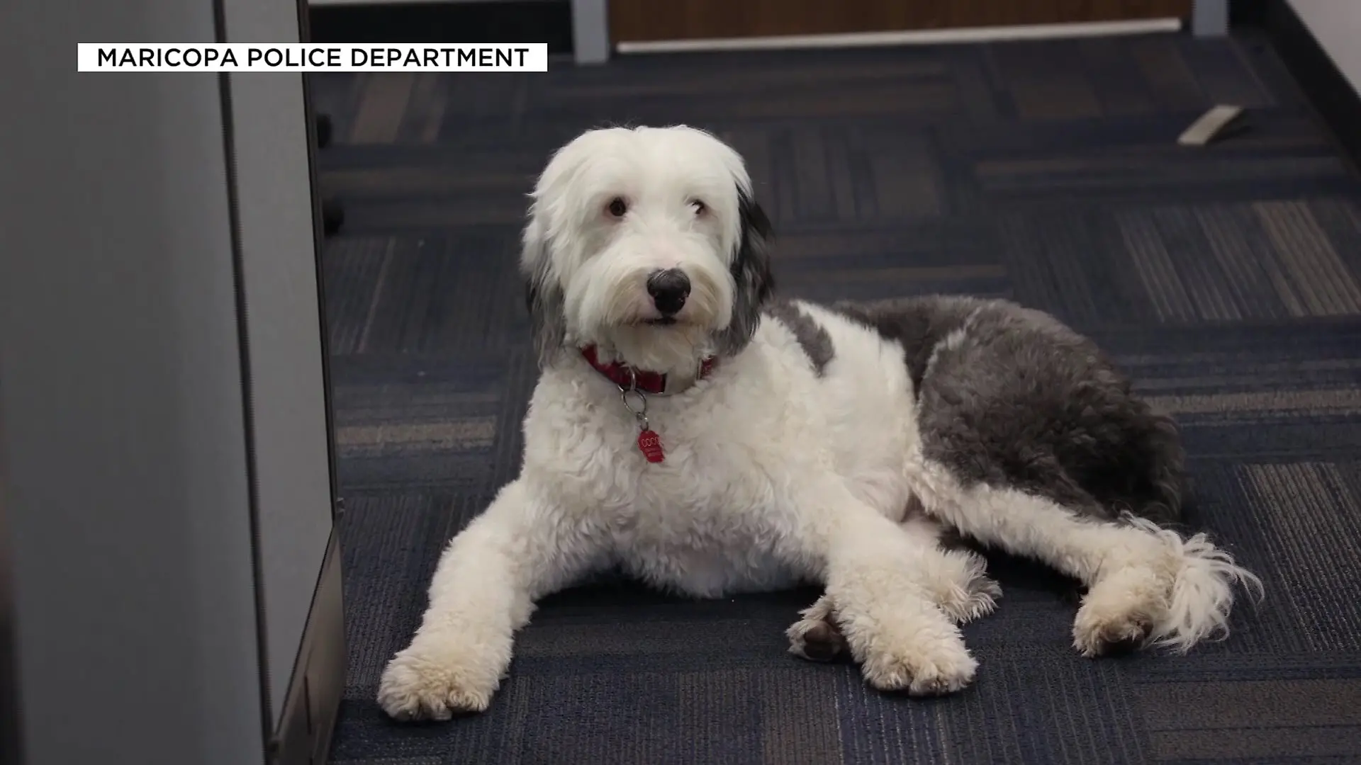 Die Polizei von Maricopa hat den Englischen Schäferhund Rags wohlbehalten gefunden.