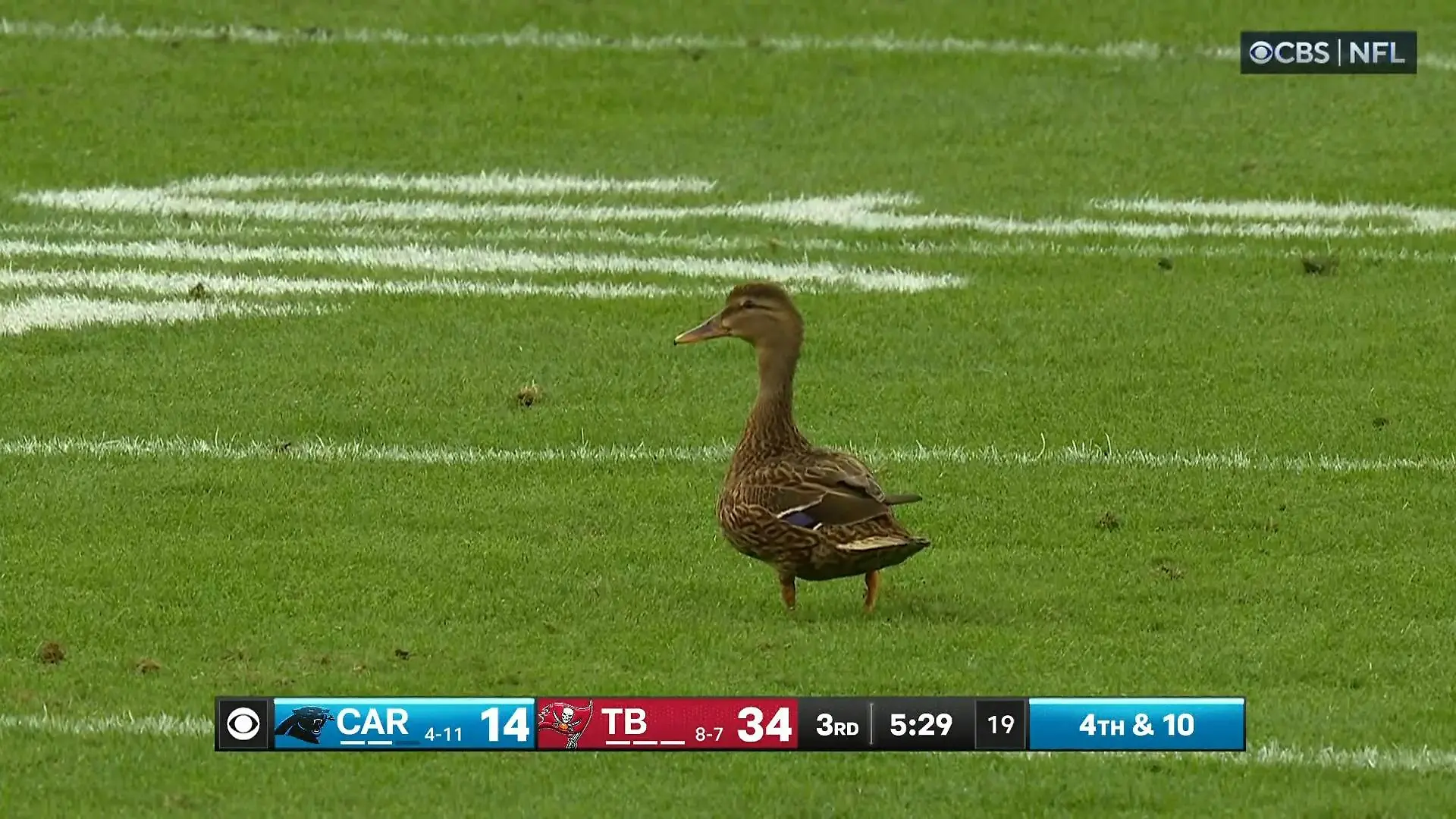 Ente gut alles gut Geblockter Punt in die Endzone