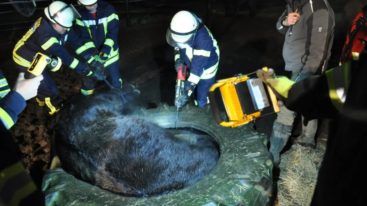 Am Abend klemmt sich ein Pferd in Niedersachsen auf unerklärliche Weise komplett in einem gigantischen Gummireifen ein - und muss mit größter Vorsicht befreit werden.