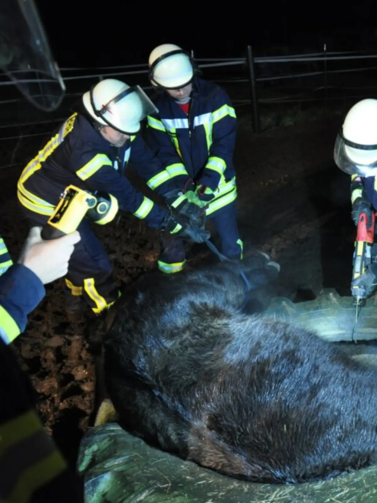 Am Abend klemmt sich ein Pferd in Niedersachsen auf unerklärliche Weise komplett in einem gigantischen Gummireifen ein - und muss mit größter Vorsicht befreit werden.