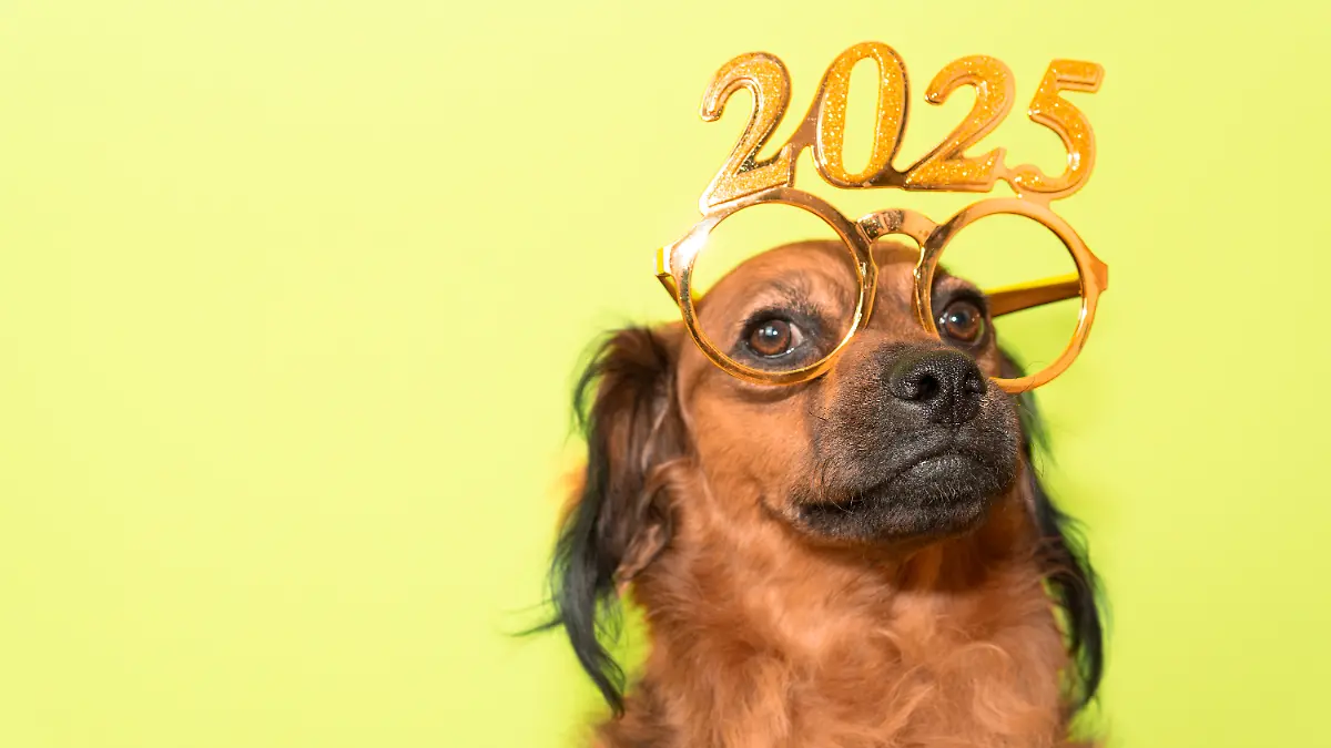 Hund sitzt vor gelbem Hintergrund und trägt eine Brille mit der Aufschrift 2025