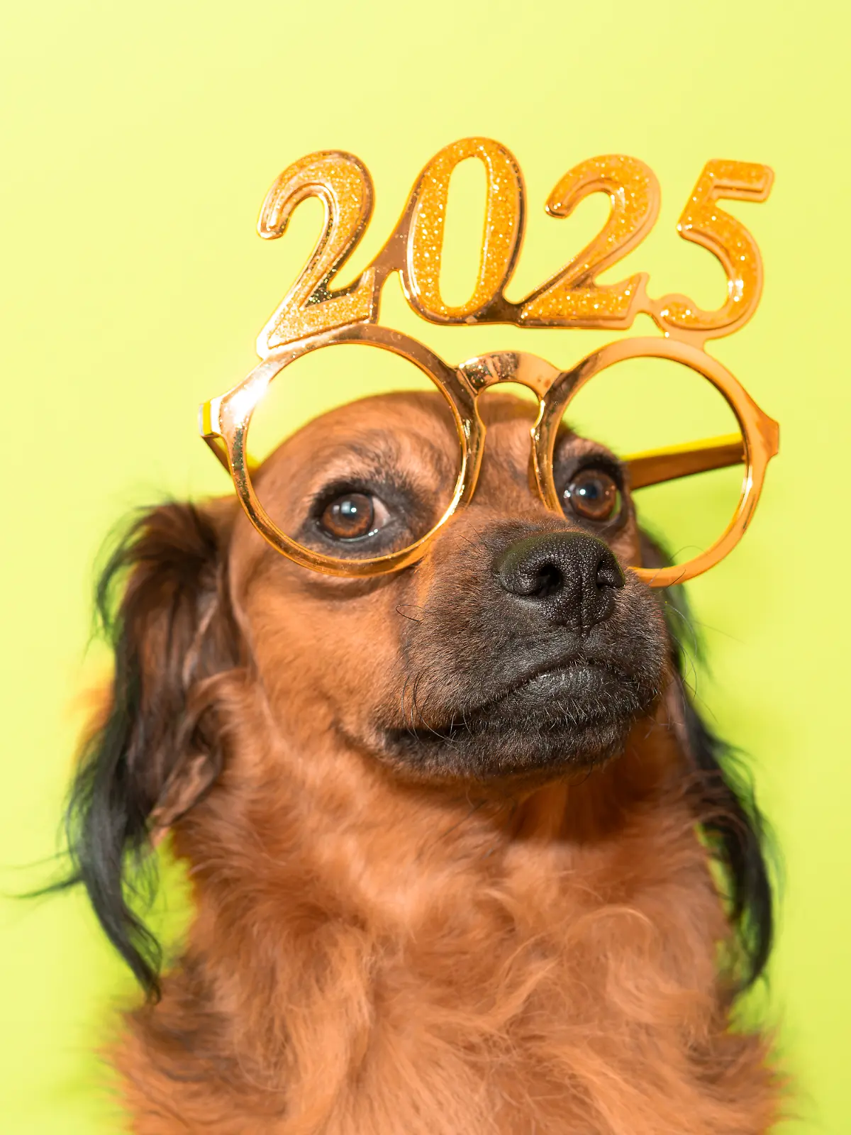 Hund sitzt vor gelbem Hintergrund und trägt eine Brille mit der Aufschrift 2025
