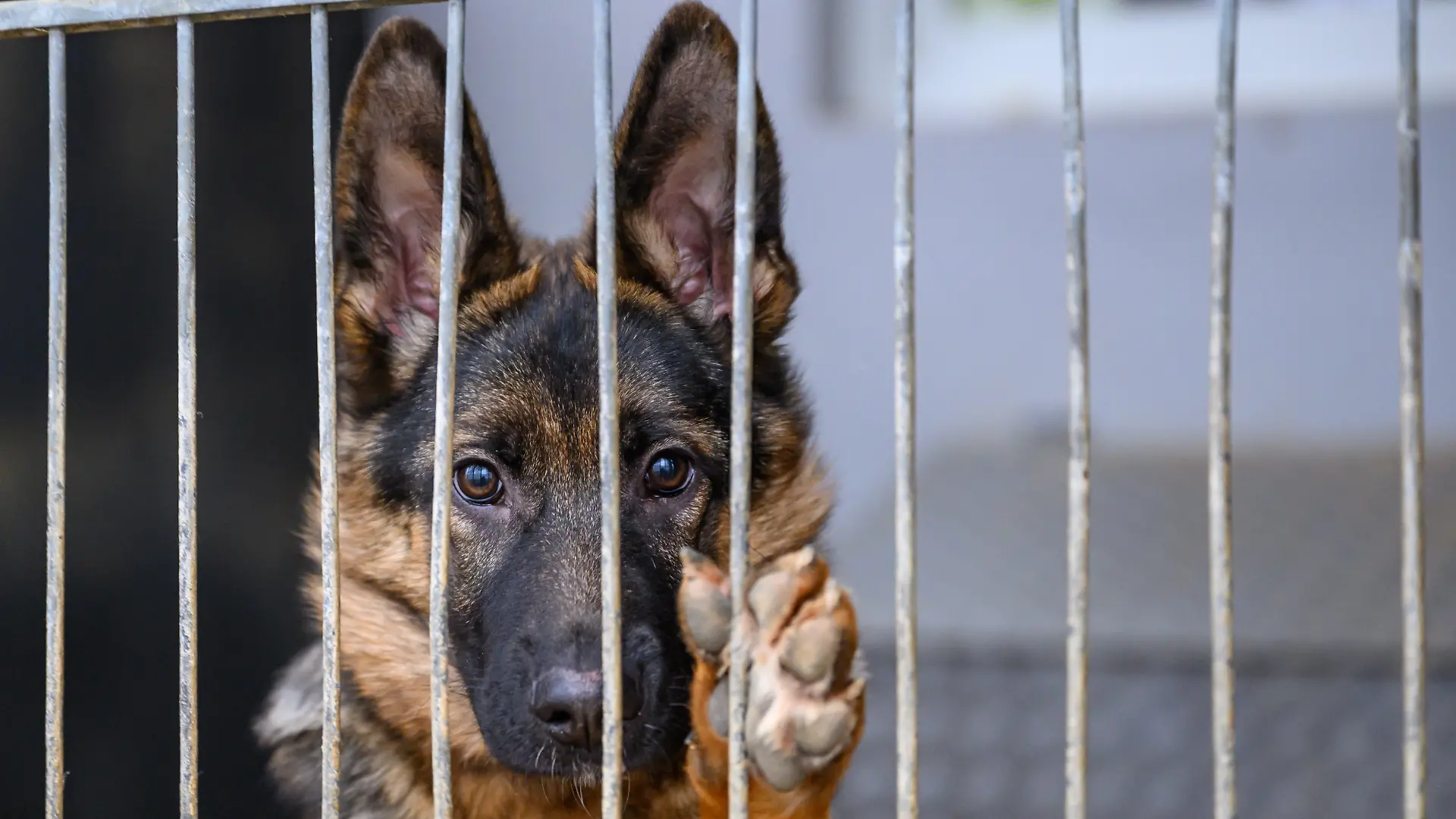 Ein Hund schaut durch das Gitter in ein einem Tierheim. 