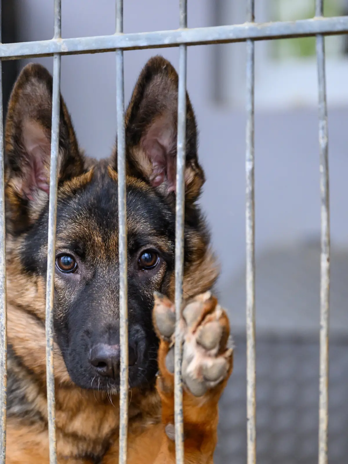 Ein Hund schaut durch das Gitter in ein einem Tierheim. 