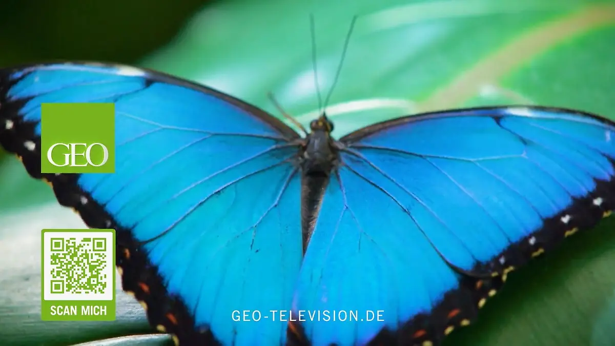 GEO Television Das Zuhause der besten Dokumentationen
