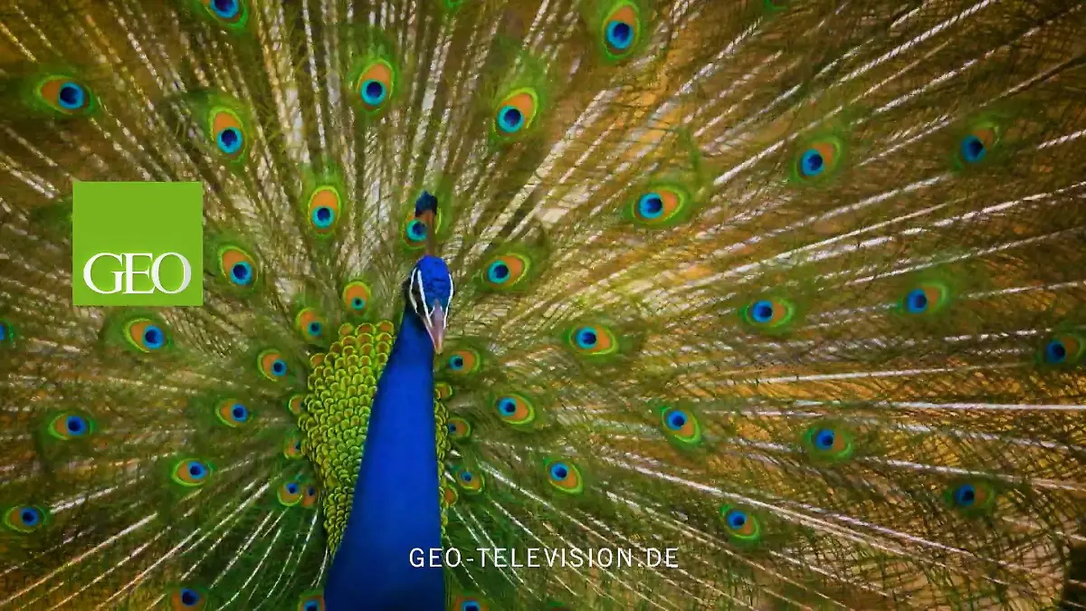 GEO Television Jederzeit abrufbar