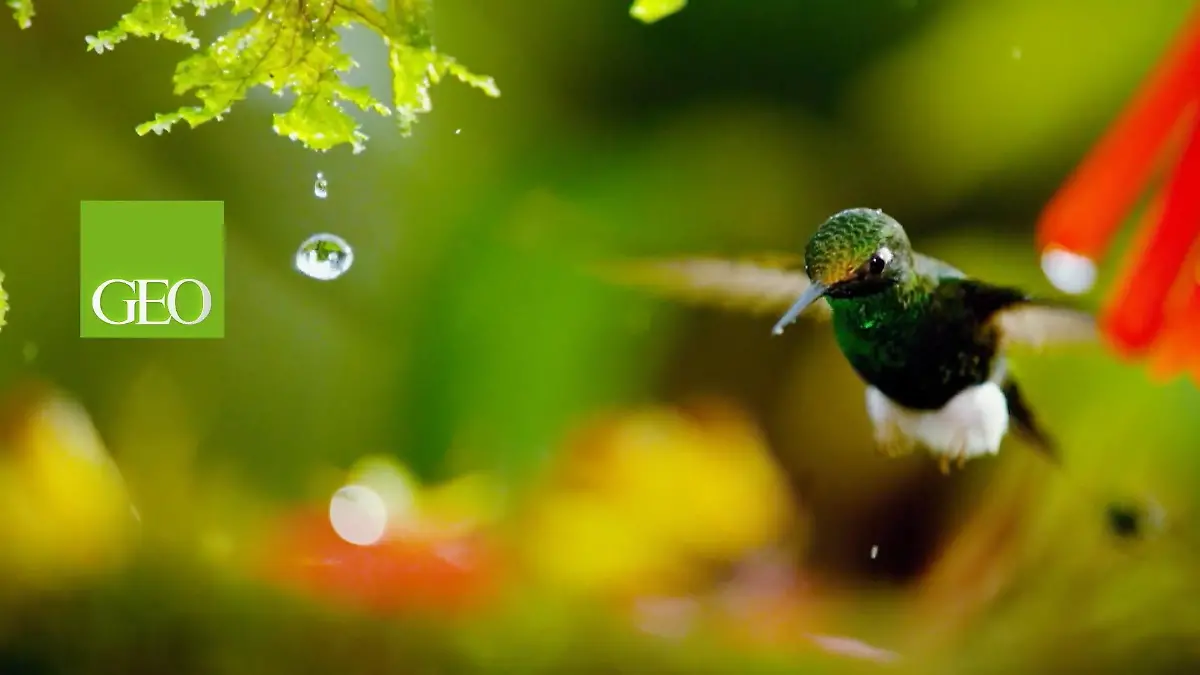 GEO Television Jederzeit abrufbar