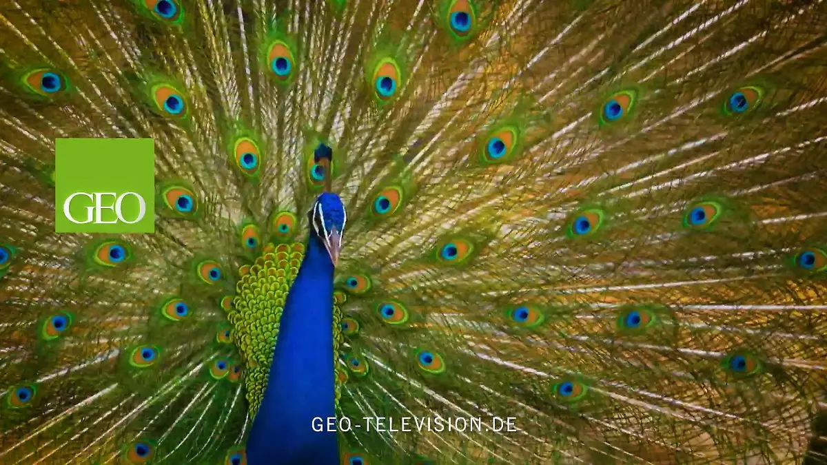 GEO Television Jederzeit abrufbar