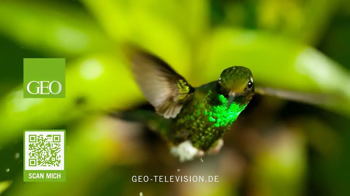 GEO Television Jederzeit abrufbar