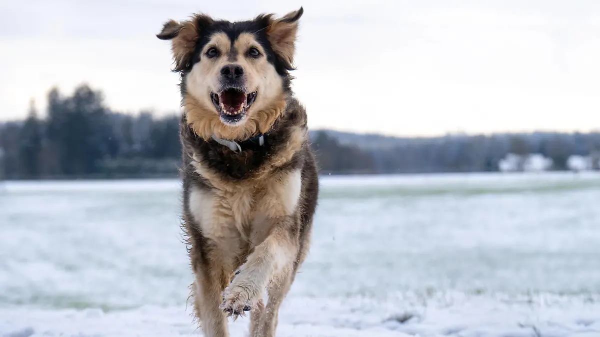 Entertainment Themen der Woche KW52 Entertainment Bilder des Tages Bavaria, Germany - December 24, 2024: A running dog in the snow shows dynamism and energy. Symbolic image for encounters with strange or aggressive dogs in the wild *** Ein rennender Hund im Schnee zeigt Dynamik und Energie. Symbolbild für Begegnungen mit fremden oder aggressiven Hunden in freier Natur