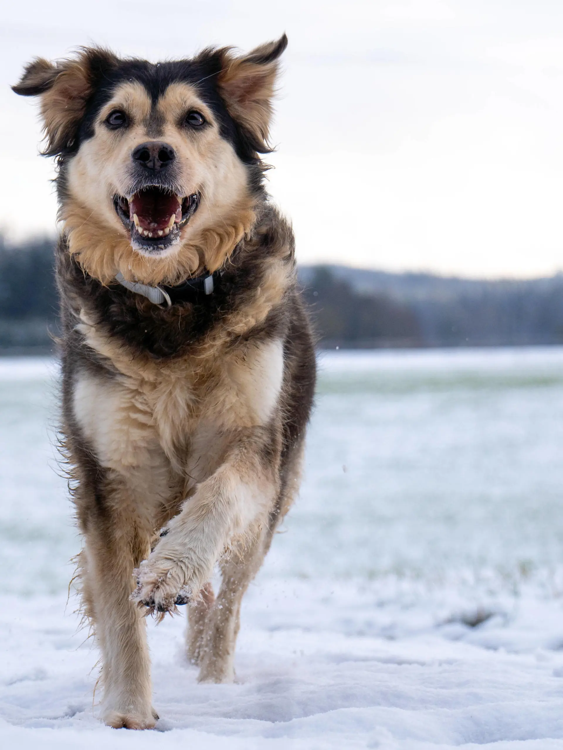 Entertainment Themen der Woche KW52 Entertainment Bilder des Tages Bavaria, Germany - December 24, 2024: A running dog in the snow shows dynamism and energy. Symbolic image for encounters with strange or aggressive dogs in the wild *** Ein rennender Hund im Schnee zeigt Dynamik und Energie. Symbolbild für Begegnungen mit fremden oder aggressiven Hunden in freier Natur