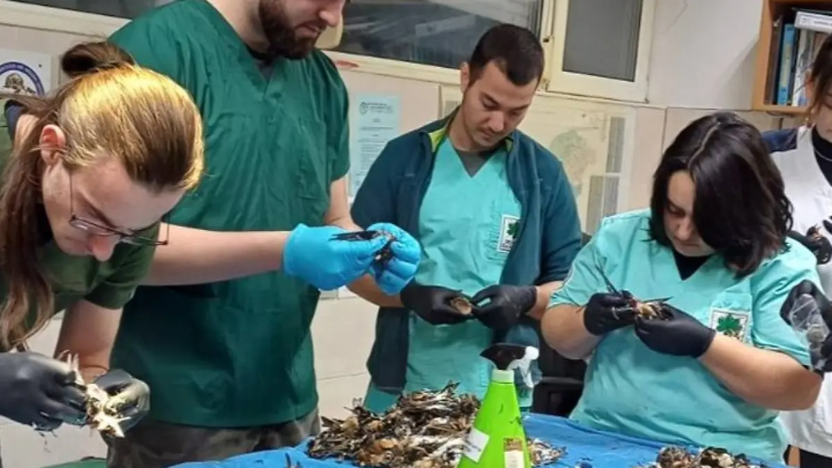 Wegen Silvester-Böllerei? In Bulgarien fallen 600 Vögel tot vom Himmel