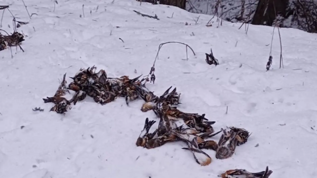 Wegen Silvester-Böllerei? In Bulgarien fallen 600 Vögel tot vom Himmel