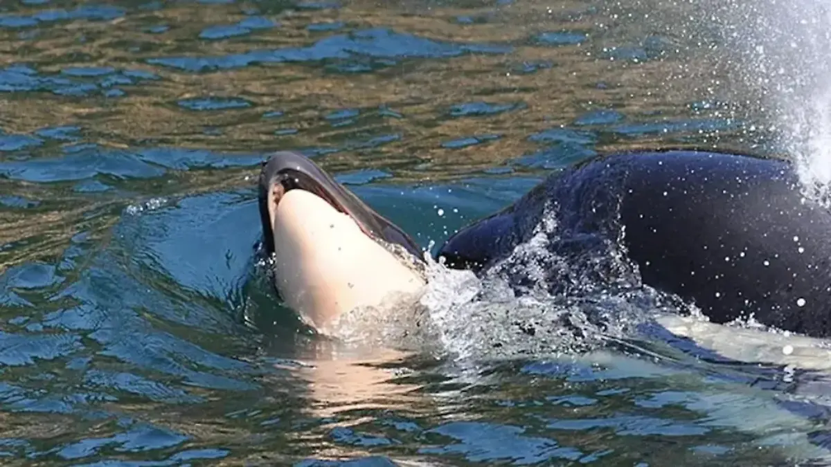 Killerwal Tahlequah trauert um totes Baby vor der Küste Kanadas im Jahr 2018.