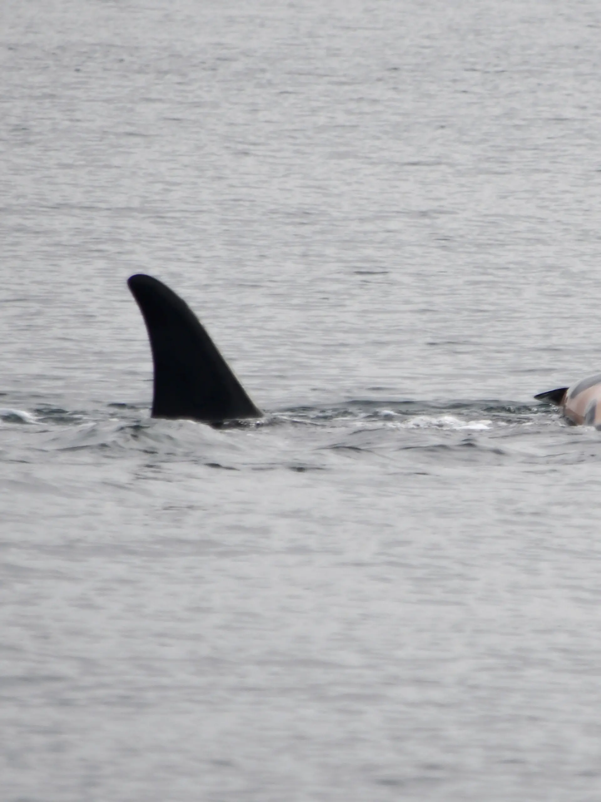 Orca Tahlequah mit ihrem toten Kalb.