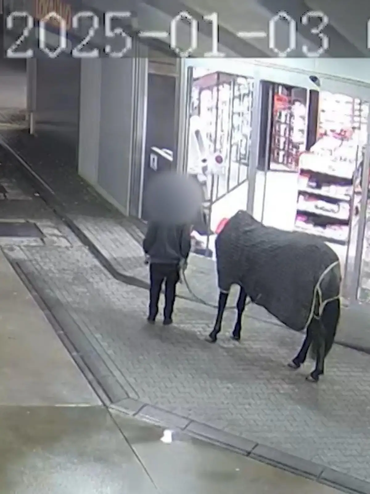 Bild zu: "Pferd zum Spaziergang geklaut"