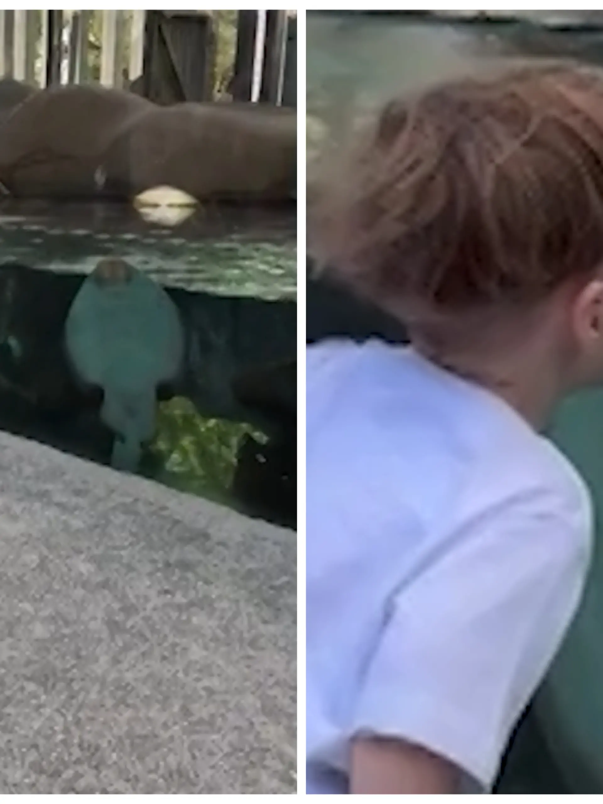 Fotokollage: Links der Junge, der gerade die Hüfte vor dem Rochenbecken schwingt, rechts der Junge, der dem Rochen durch die Scheibe einen Kuss aufdrückt. 