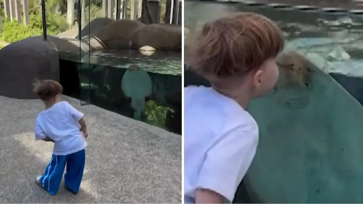 Zehn Punkte von den Zoo-Besuchern: Flossen-Foxtrott! Junge (2) tanzt ...