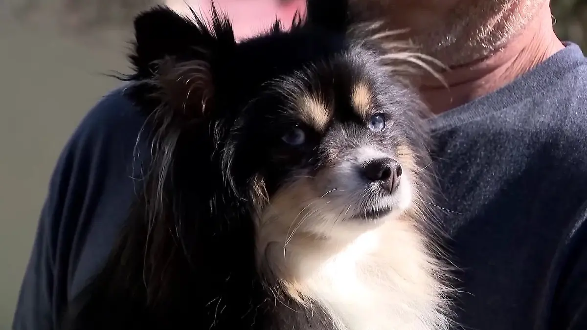 Der Pomeranian-Mix Karen nach der schrecklichen Bärenattacke.