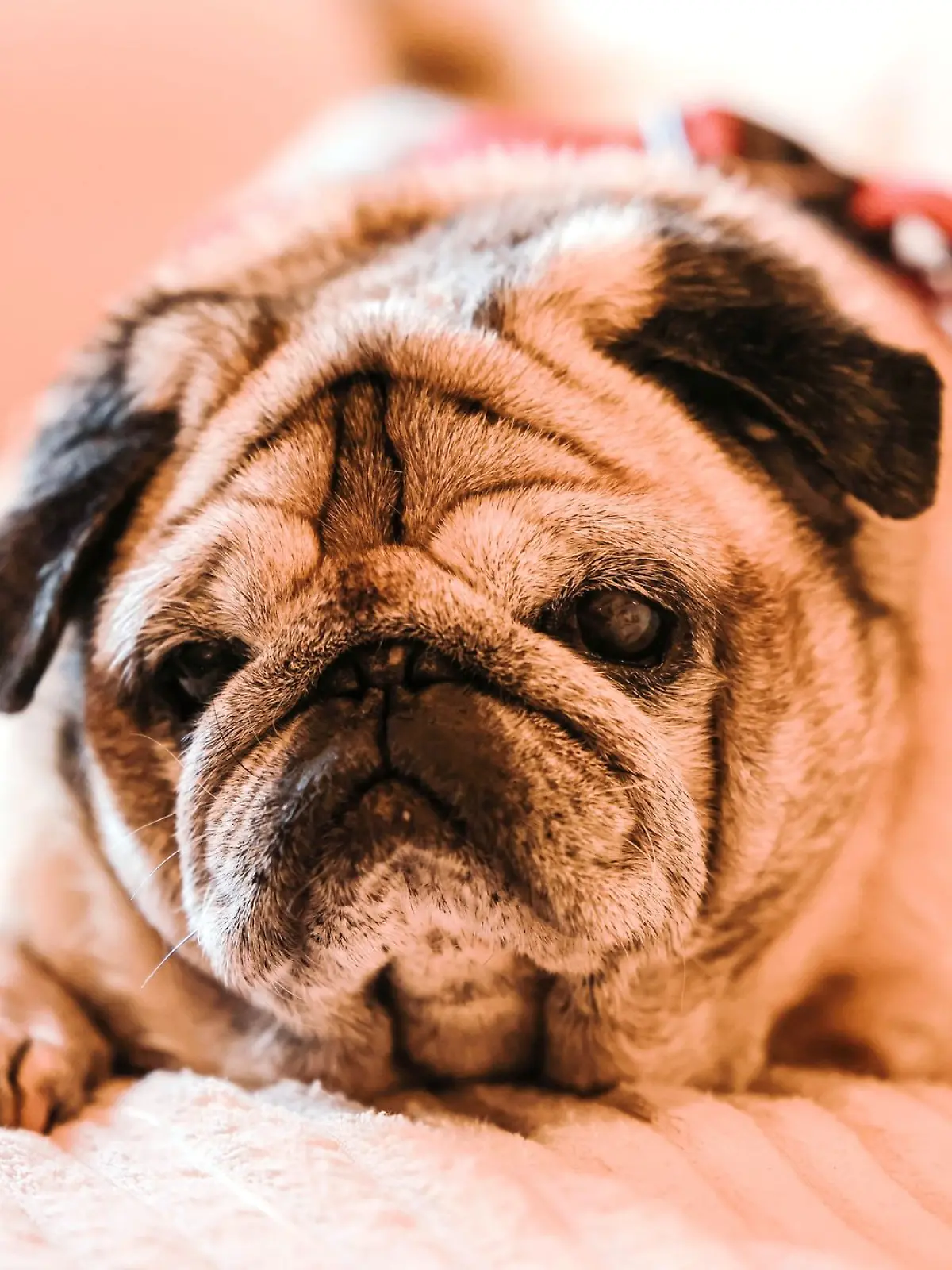 Bild zu: "Paar enthauptet Hund mit Kettensäge
"
