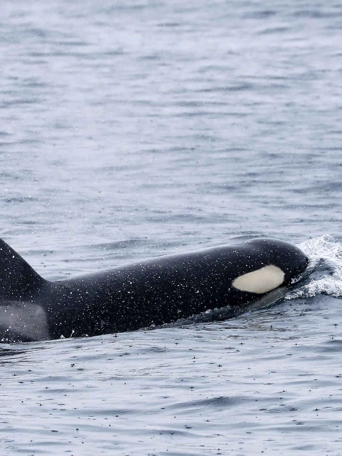 Erneut haben die gigantischen Tiere ein Segelboot angegriffen.