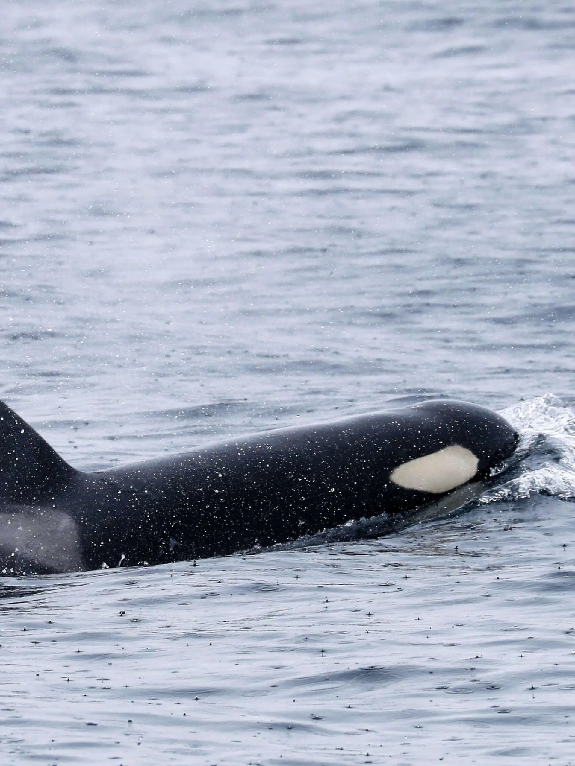 Erneut haben die gigantischen Tiere ein Segelboot angegriffen.