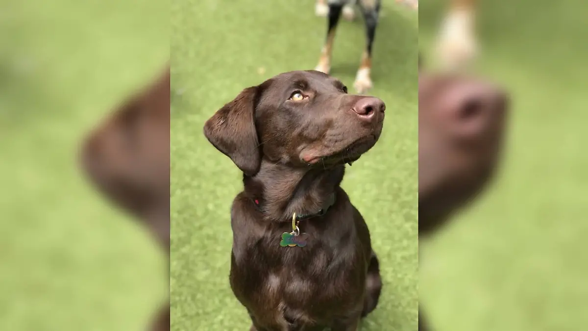 Für Labrador Retriever Kona kam jede Hilfe zu spät.