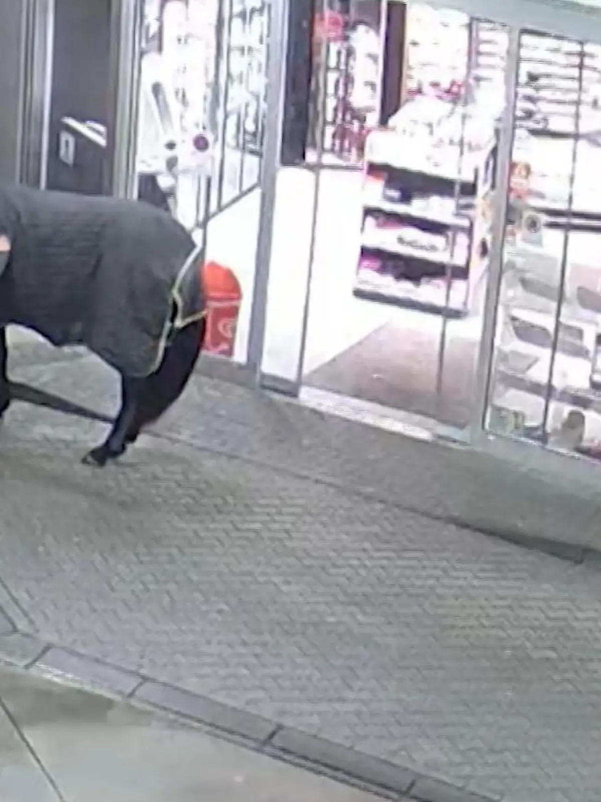Bild zu: "Frau klaut Pferd für nächtlichen Spaziergang"