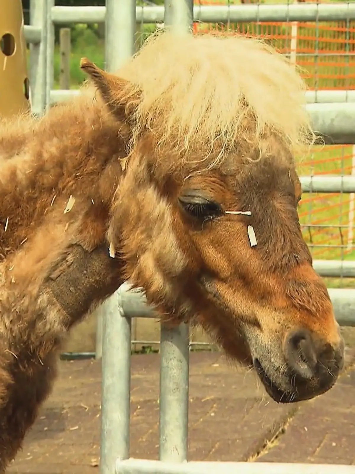 Bild zu: "Pony Surprise hat einen Arzttermin"