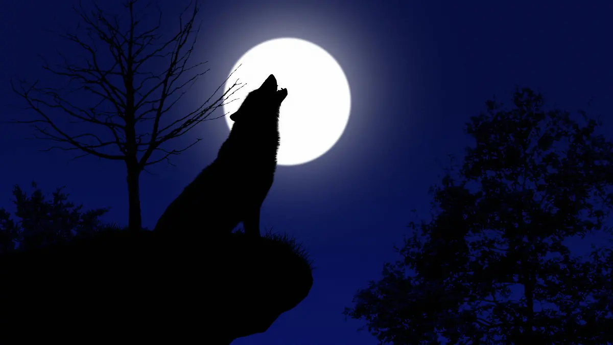 DAS erwartet uns am Wolfsmond am 13. Januar!