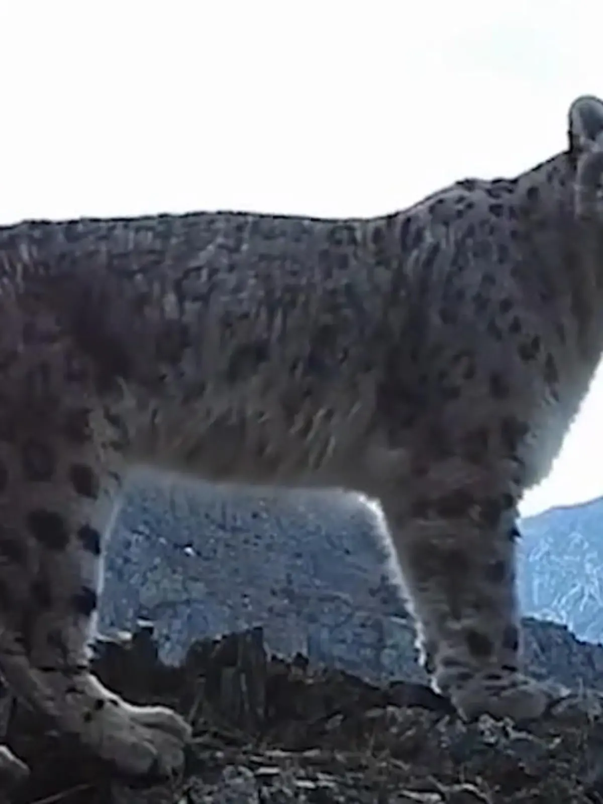 Bild zu: "DAMIT schreit er nach Sex! Leopard sucht willige Leo-Partnerin"