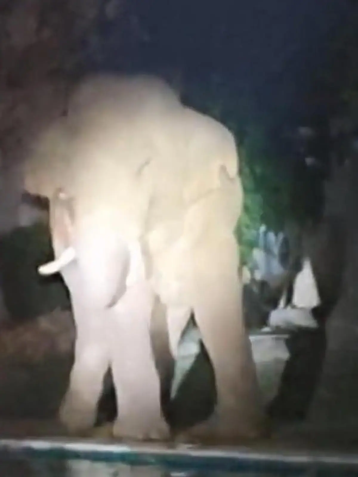 Hey, was machst du denn da mit deinem Rüssel?! Elefant nutzt Pool als Wasserstelle