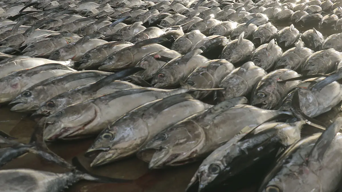 04.01.2025, Japan, Nachikatsuura: Auf einem regionalen Großmarkt im Westen Japans, wird Thunfisch für die erste Auktion des Jahres aufgereiht. Foto: -/kyodo/dpa +++ dpa-Bildfunk +++