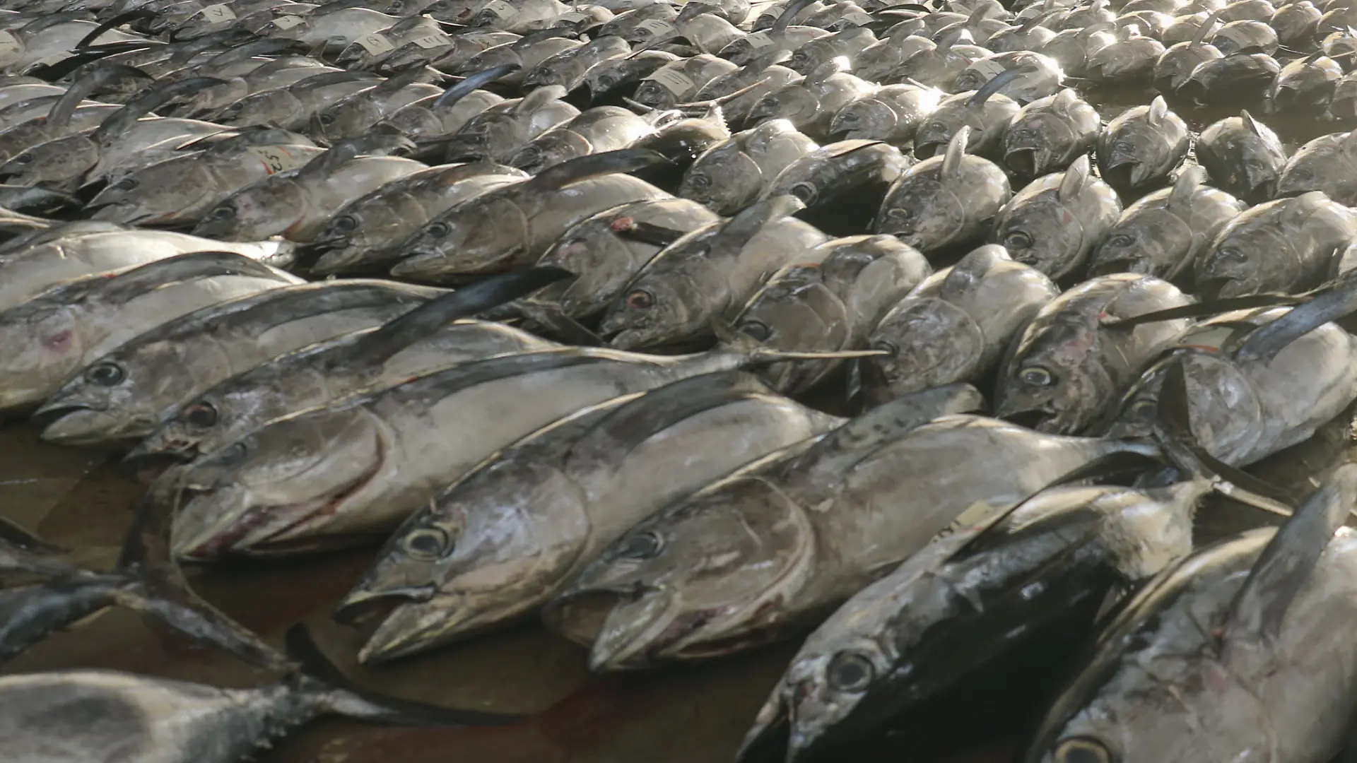 04.01.2025, Japan, Nachikatsuura: Auf einem regionalen Großmarkt im Westen Japans, wird Thunfisch für die erste Auktion des Jahres aufgereiht. Foto: -/kyodo/dpa +++ dpa-Bildfunk +++